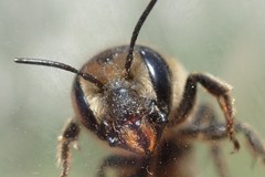 Osmia dimidiata