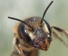 Osmia dimidiata