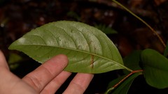 Celastrus subspicatus