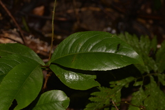 Celastrus subspicatus