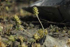 Ceratocephala