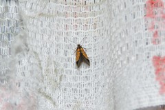 Schiffermuelleria schaefferella