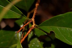 Celastrus subspicatus