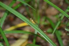 Pseudocopera annulata