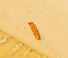 Blastobasis decolorella