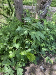 Heracleum mantegazzianum
