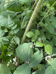 Heracleum mantegazzianum
