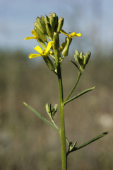 Erysimum canescens