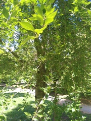 Magnoliopsida