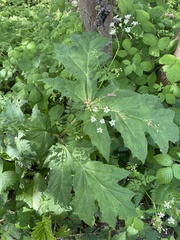 Heracleum mantegazzianum