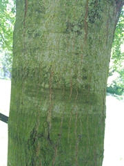 Magnoliopsida