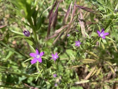 Legousia falcata