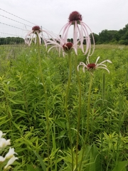 Echinacea pallida