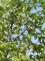 Carpinus orientalis