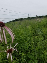Echinacea pallida