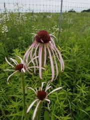 Echinacea pallida