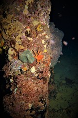 Schizophrys rufescens