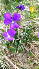 Viola calcarata