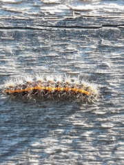 Euplagia quadripunctaria