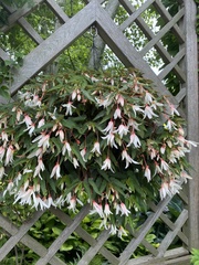 Begonia boliviensis