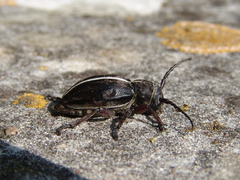 Dorcadion etruscum