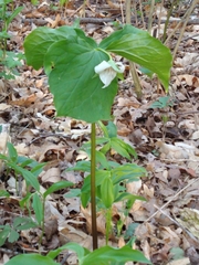 Trillium flexipes