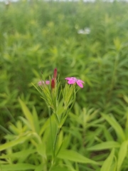 Dianthus armeria