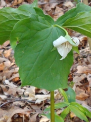 Trillium flexipes