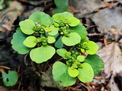 Chrysosplenium alternifolium
