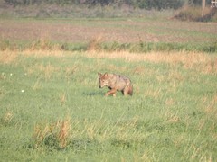 Canis lupus lupus