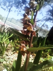 Epipactis helleborine tremolsii