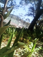 Epipactis helleborine tremolsii