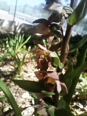 Epipactis helleborine tremolsii