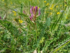 Astragalus monspessulanus monspessulanus