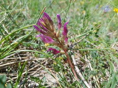 Astragalus monspessulanus monspessulanus