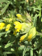 Rhinanthus minor