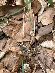 Pararge aegeria tircis