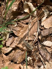 Pararge aegeria tircis