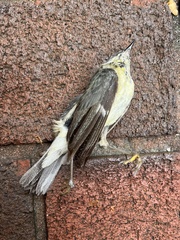 Setophaga caerulescens