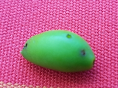 Hoplocampa