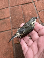 Setophaga caerulescens