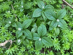 Chloranthus quadrifolius