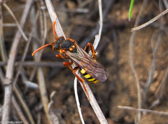 Nomada lathburiana