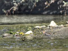 Calidris minuta