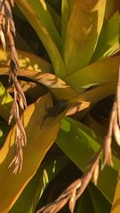 Anolis sagrei