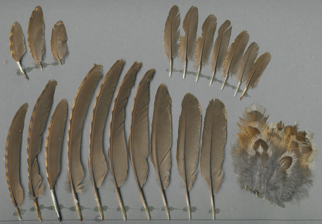 Hazel Grouse (Birds of Serbia - guide - old) · iNaturalist
