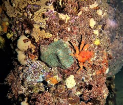 Schizophrys rufescens