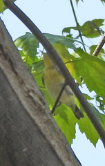 Vireo flavifrons