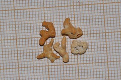 Phymatolithon calcareum