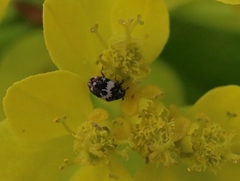 Anthrenus pimpinellae